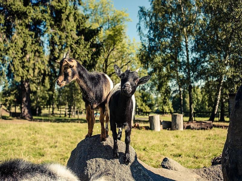 Pension „Dymník“ - Garten