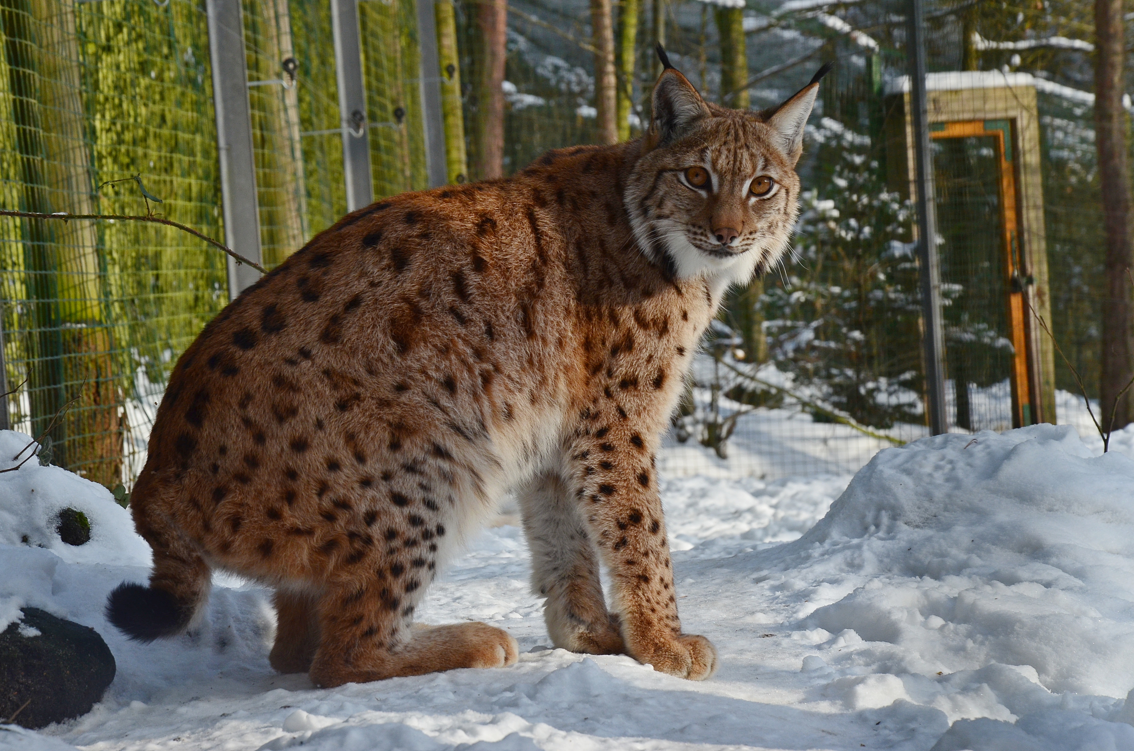 Zoo Děčín - rys