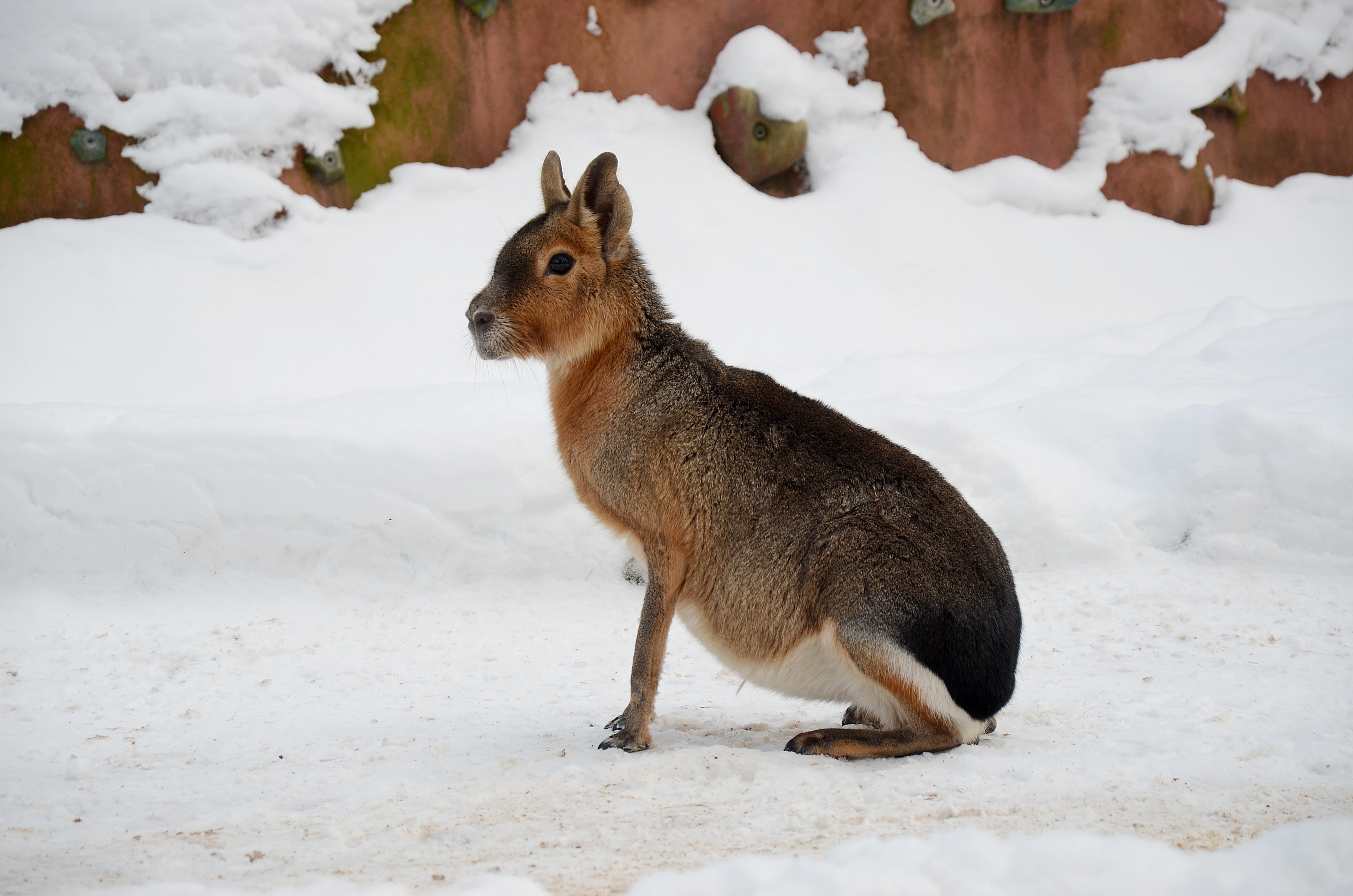 Zoo Děčín - mara