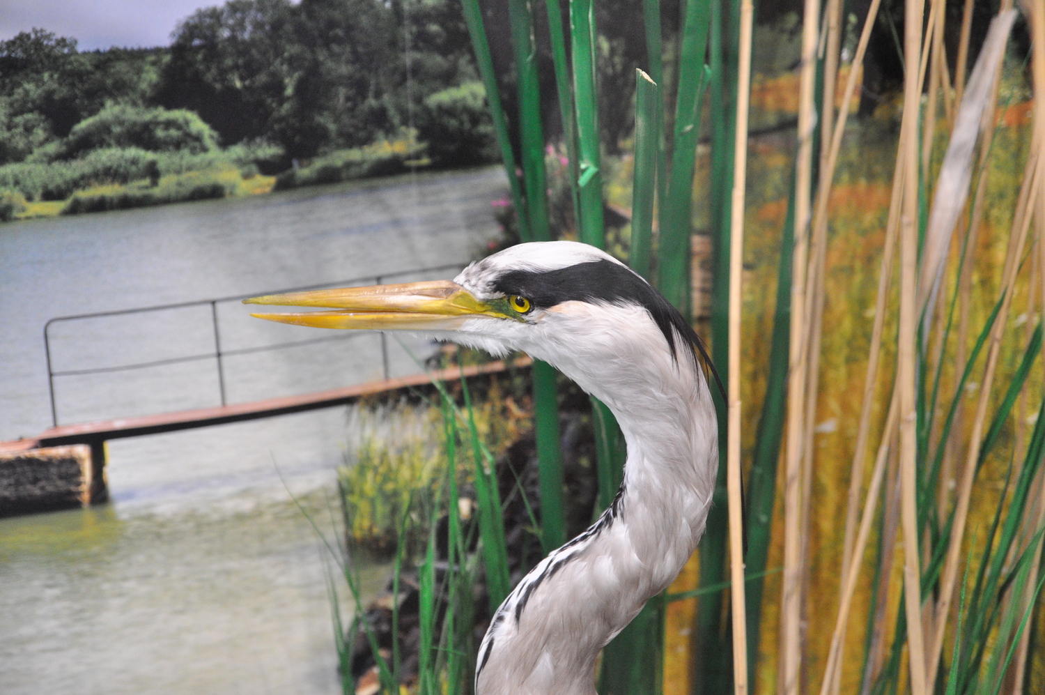 Muzeum Rumburk - expozice (foto: Ivo Šafus)