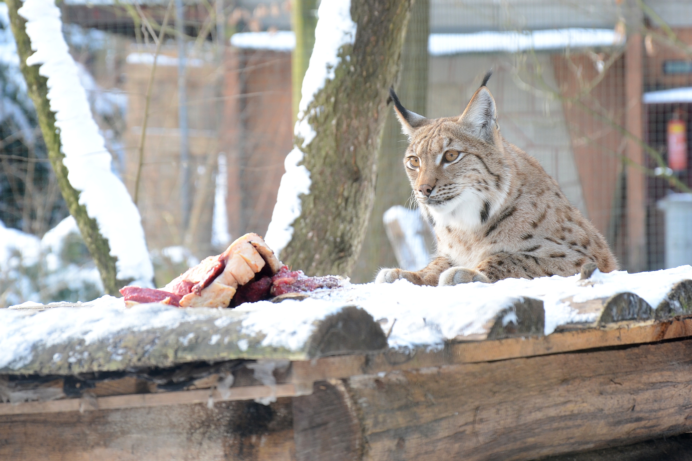 Zoo Děčín