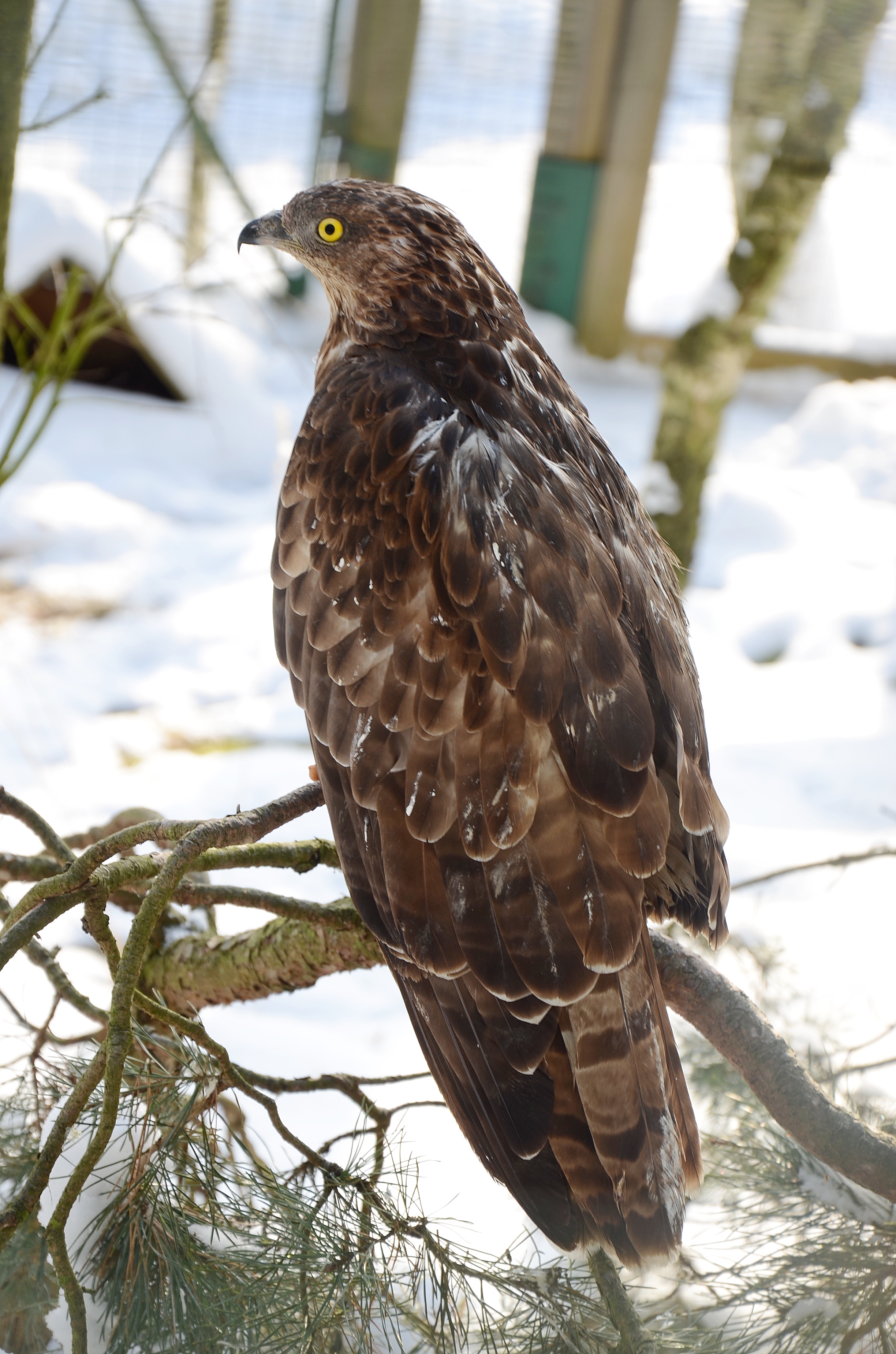 Zoo Děčín