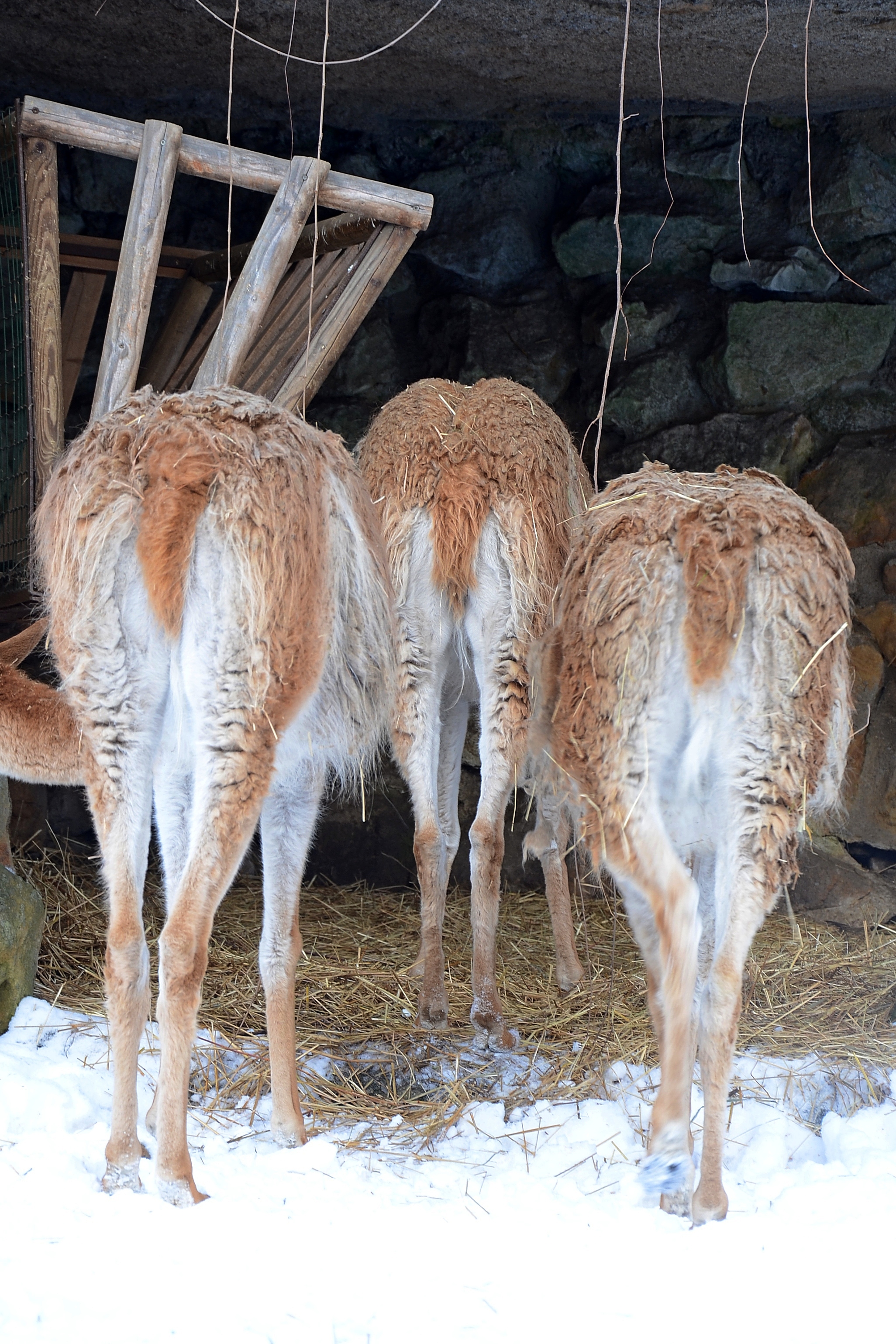 Zoo Děčín