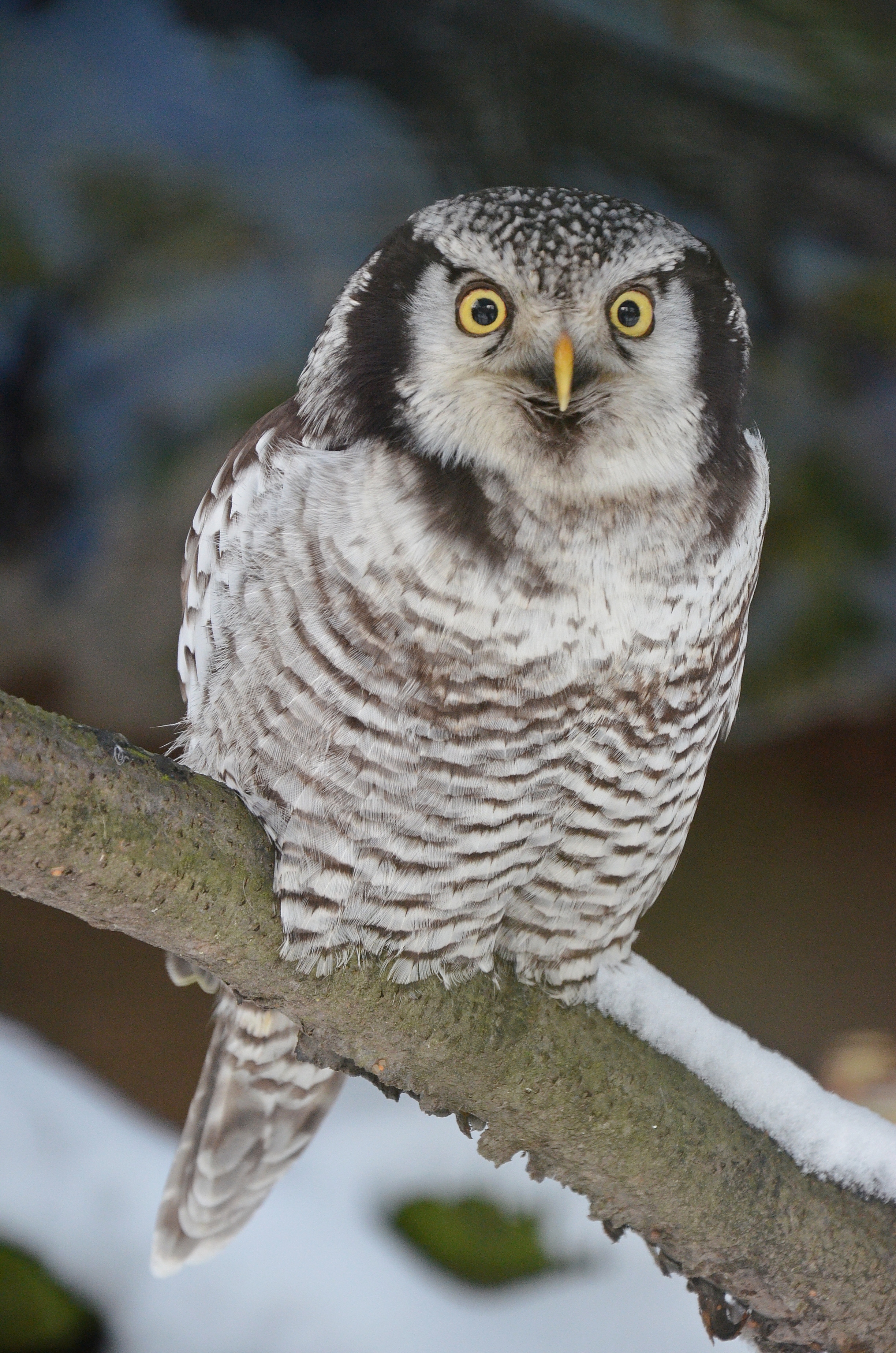 Zoo Děčín