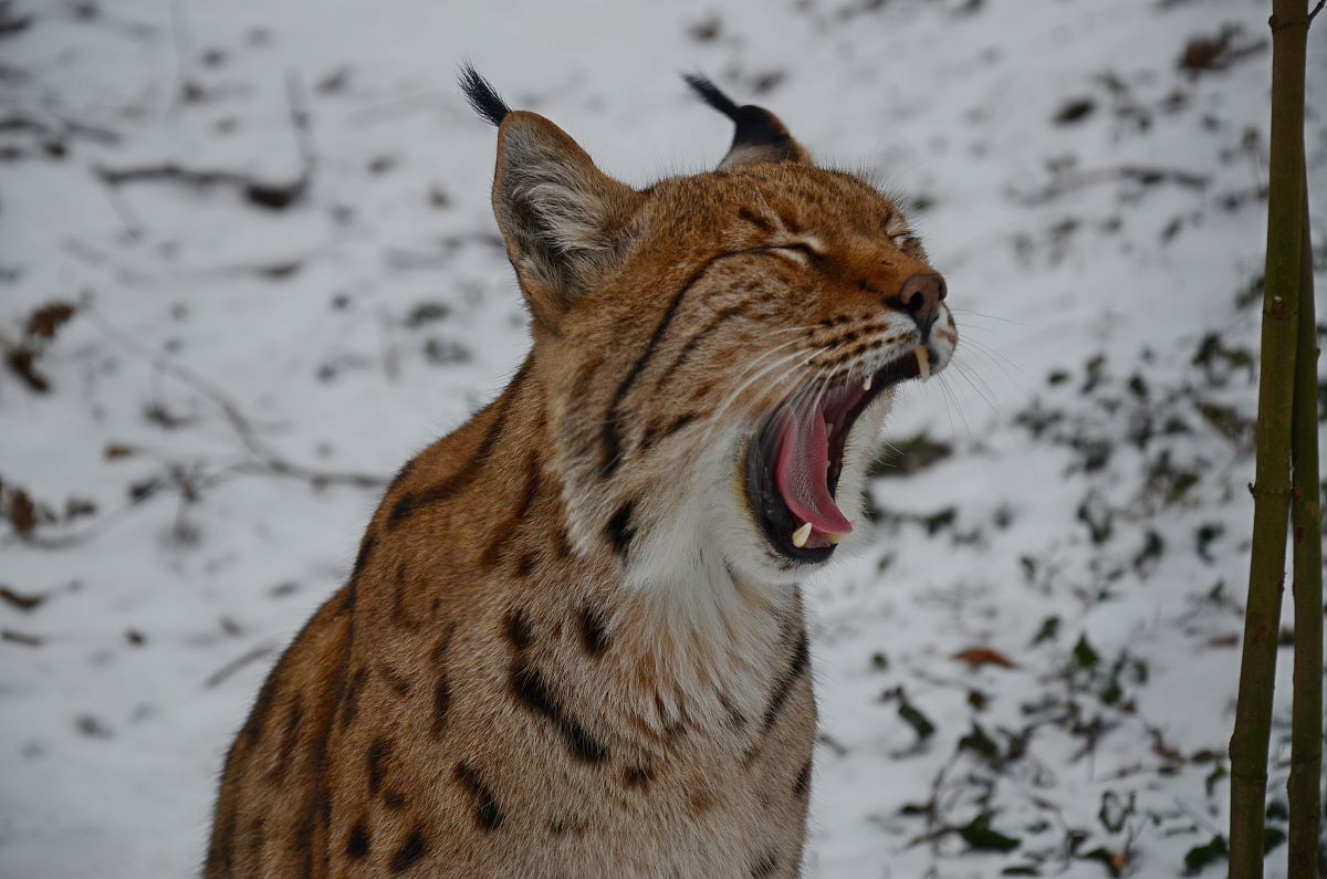 Zoo Děčín