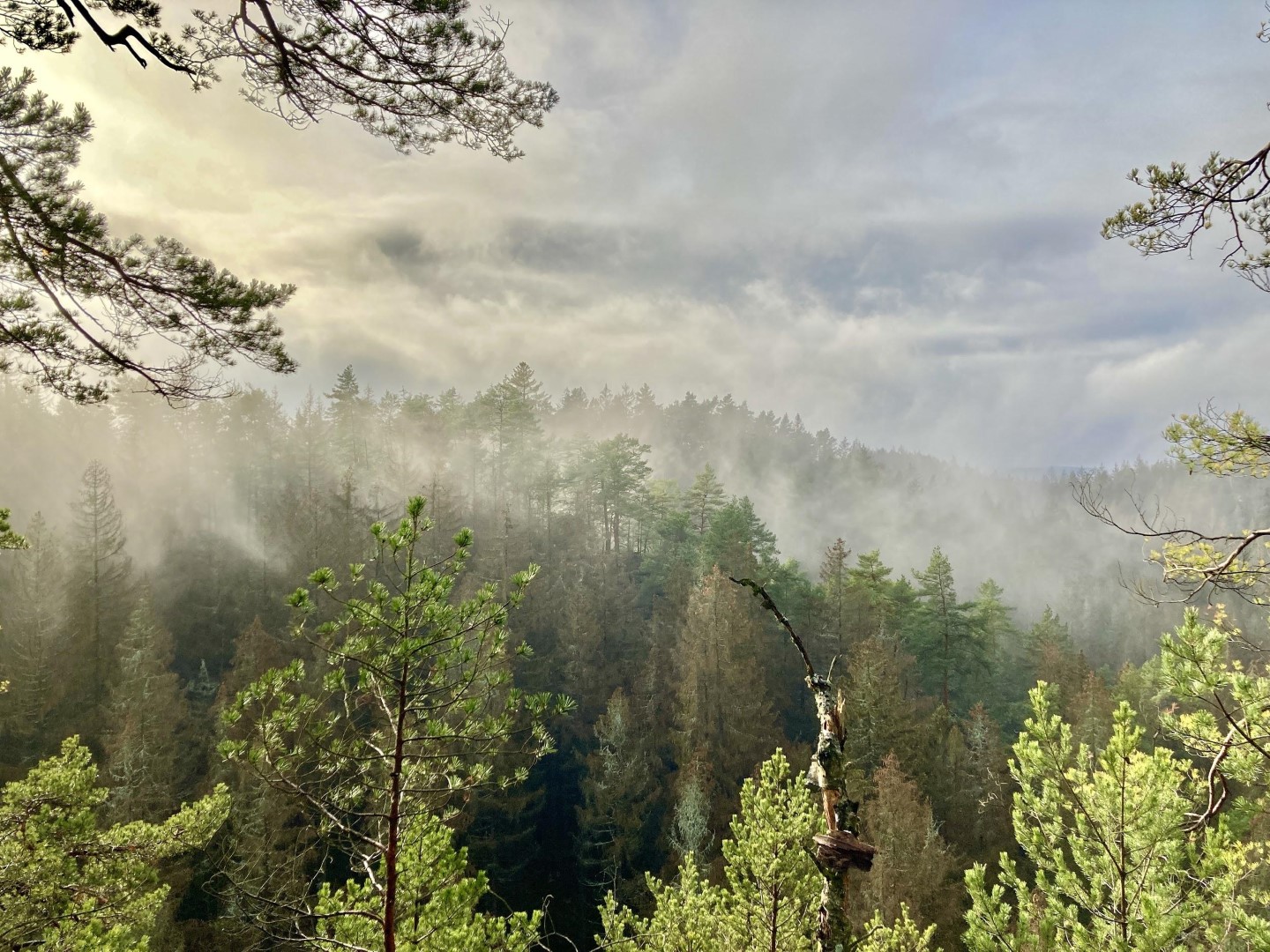 Výhledy na mlžné lesy z Brtnického hrádku