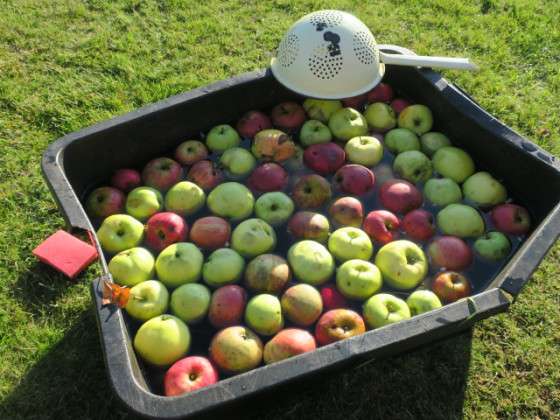 BBCidre aus der Böhmischen Schweiz