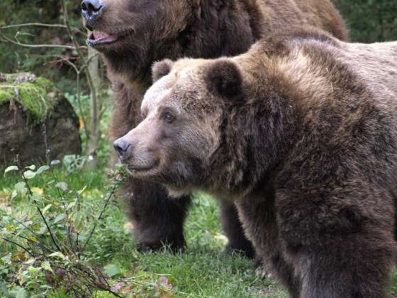 Zoo Děčín - Grizzly