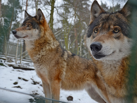 Zoo Děčín - vlci