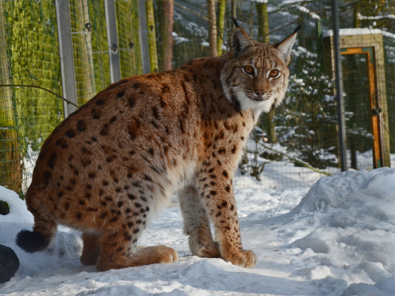 Zoo Děčín - rys