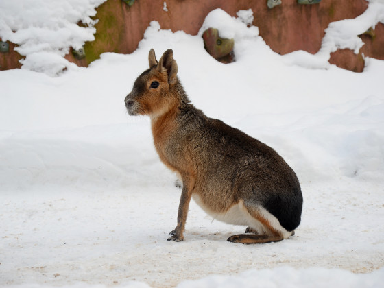 Zoo Děčín - mara