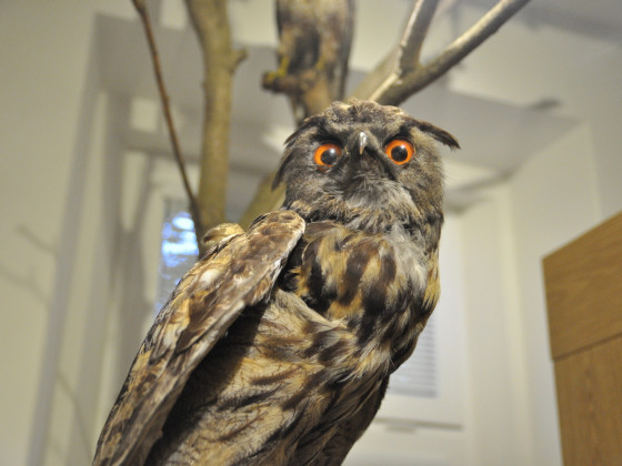 Muzeum Rumburk - expozice (foto: Ivo Šafus)