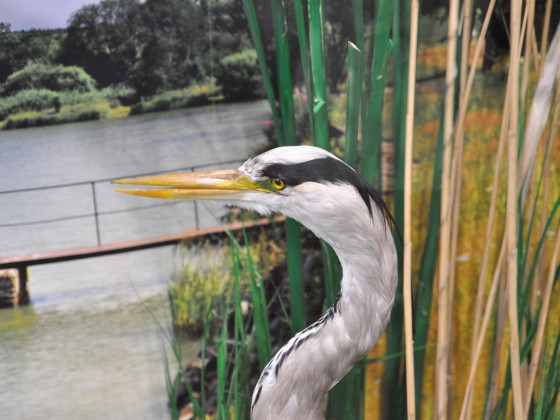 Muzeum Rumburk - expozice (foto: Ivo Šafus)