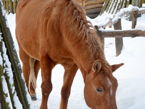 Zoo Děčín