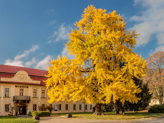 Oblastní muzeum v Děčíně