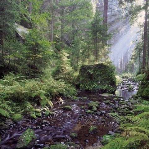 Kirnitzschtal - Foto Václav Sojka