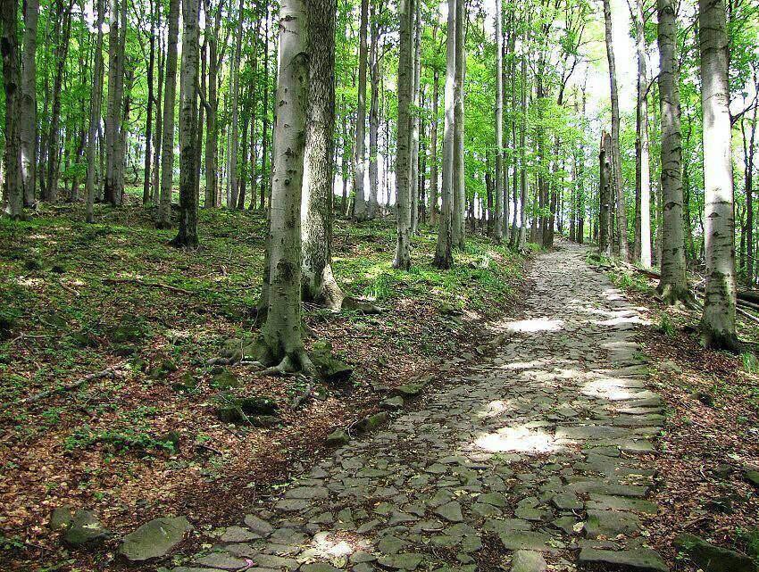 Weg zum Kaltenberg - Foto M. Kibitz