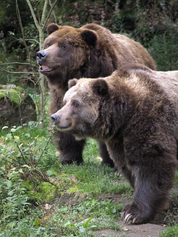 Zoo Děčín - Grizzly