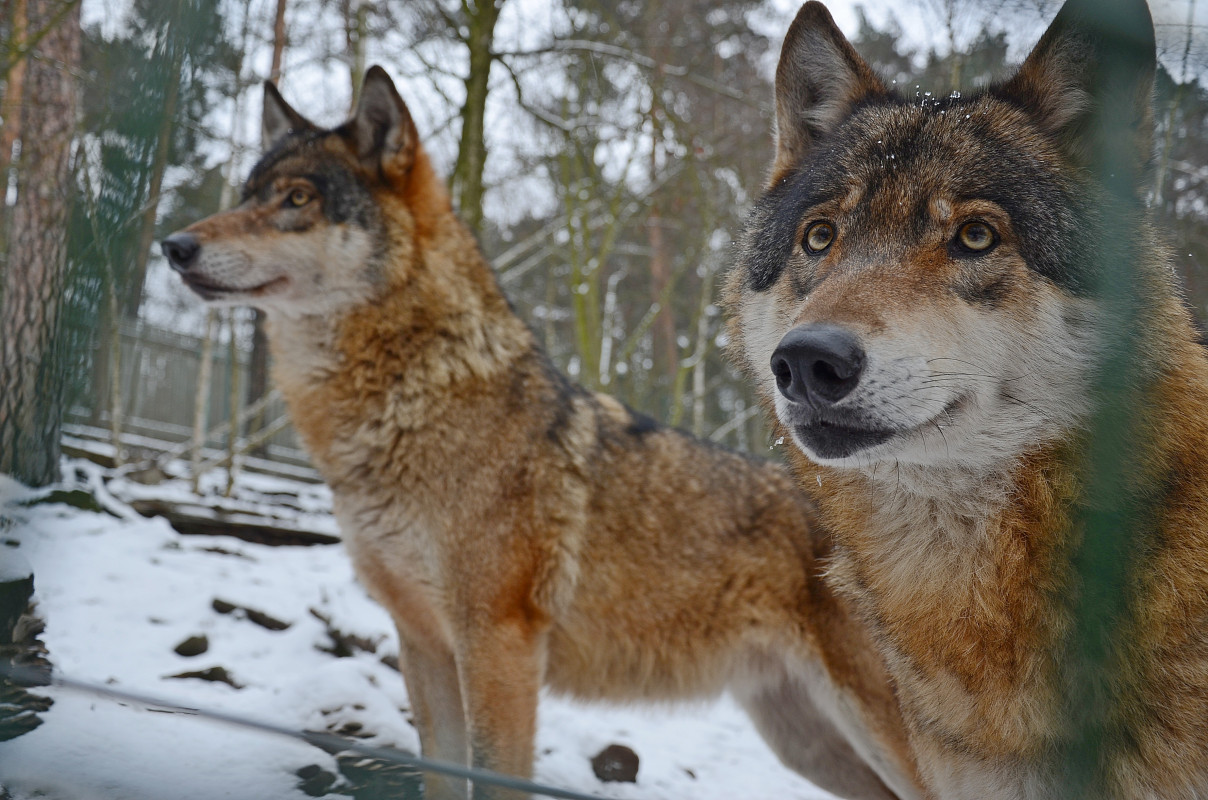 Zoo Děčín - vlci