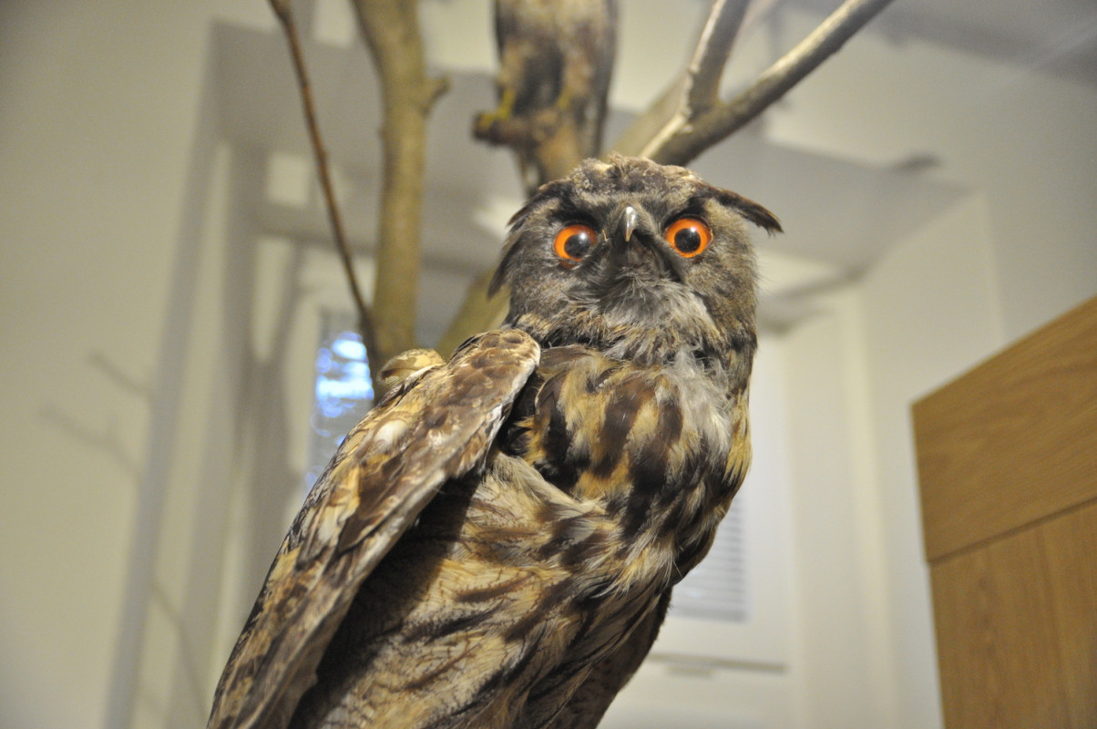 Muzeum Rumburk - expozice (foto: Ivo Šafus)