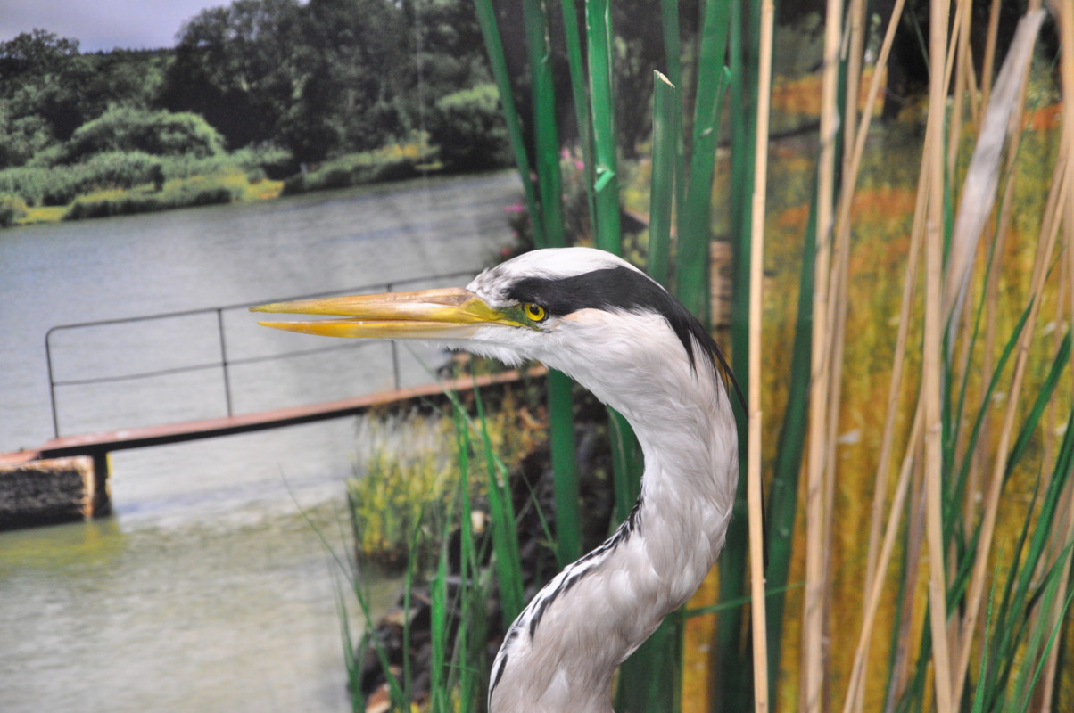 Muzeum Rumburk - expozice (foto: Ivo Šafus)