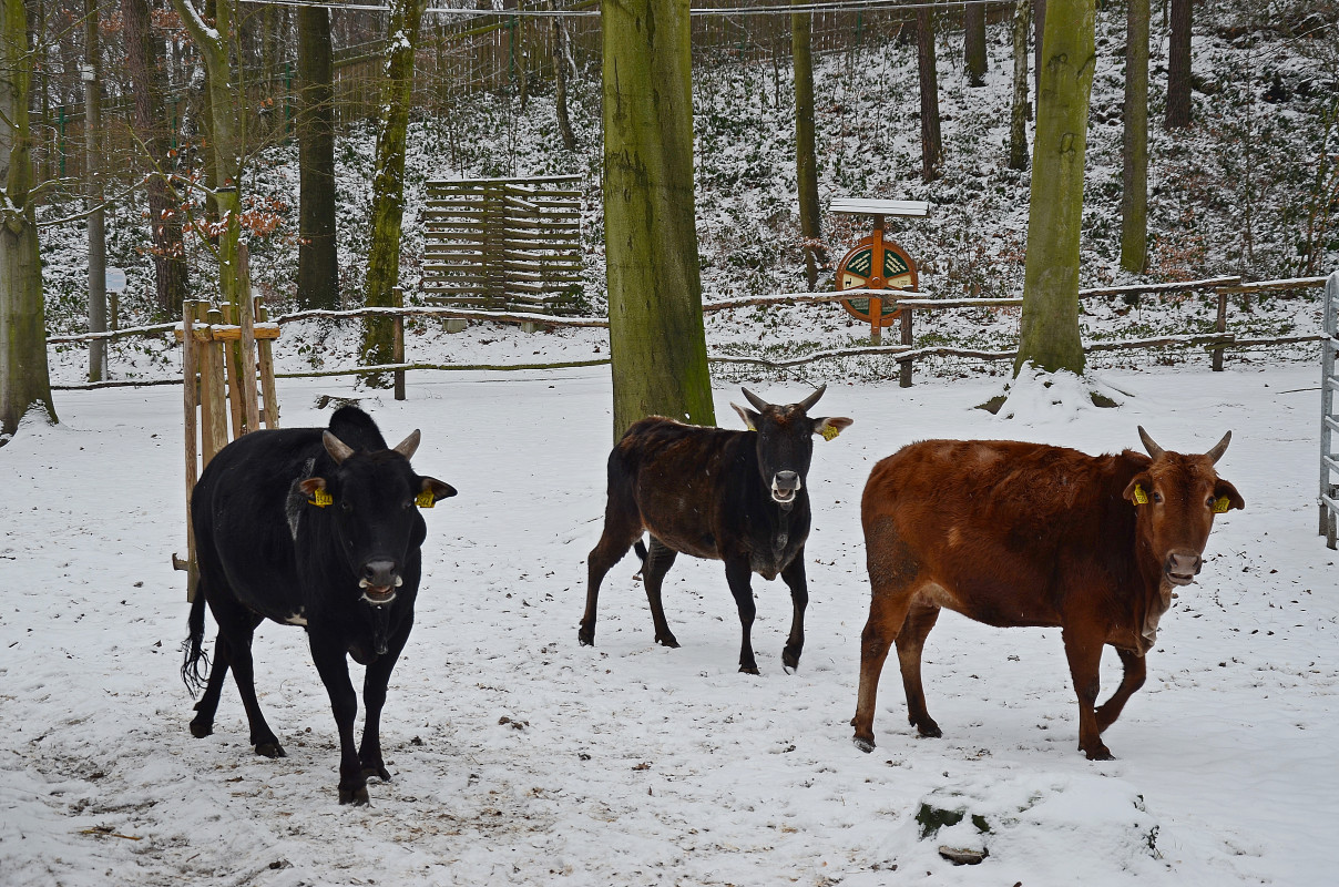 Zoo Děčín