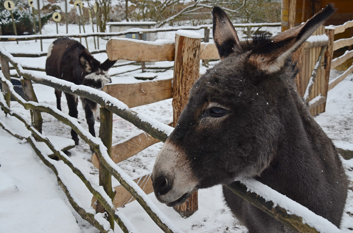 Zoo Děčín