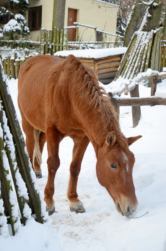 Zoo Děčín