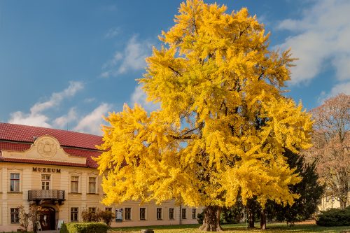Oblastní muzeum v Děčíně