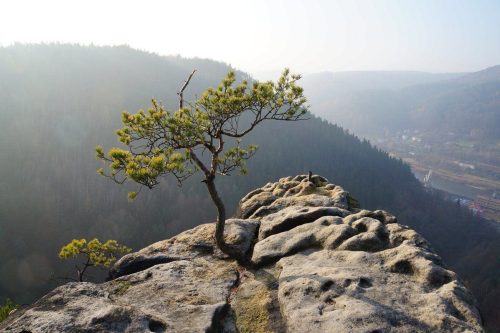 Růžový hřeben  (foto: archiv, České Švýcarsko o.p.s)